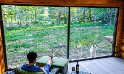 Dormir com lobos? Veja 5 hotéis no meio de florestas e vida selvagem no Canadá