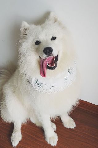 "Meu OK é a estrela do café!" diz sua dona, Jane Xue • Jane Xue via CNN Newsource