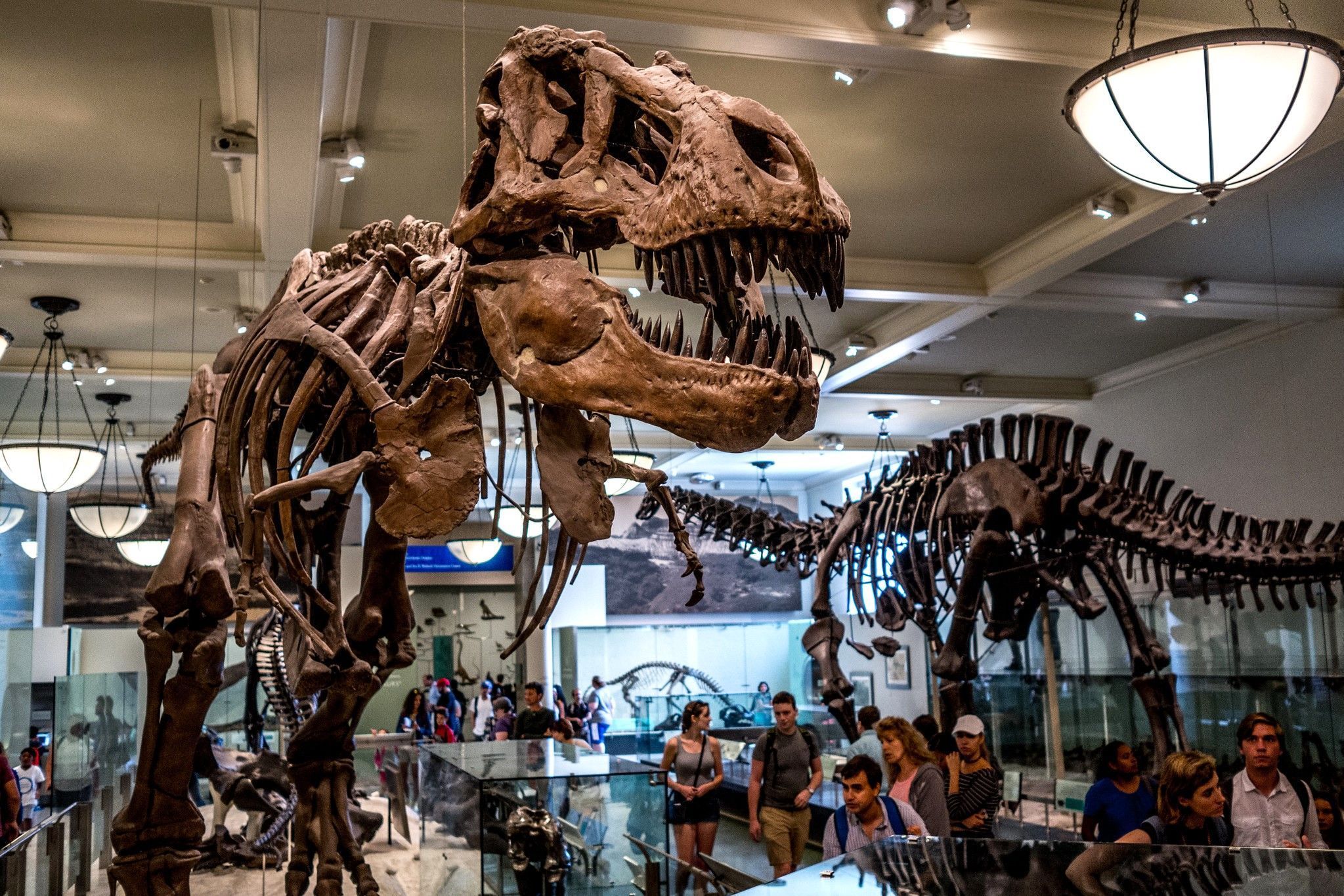 Esqueleto de Tiranossauro Rex em exposição no Museu Americano de História Natural, em NY • Phil Roeder/Flickr