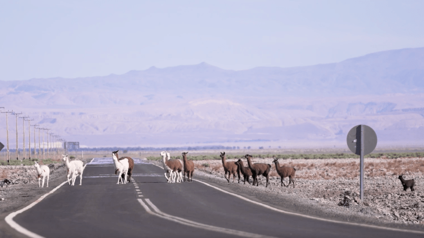 Lhamas atravessam estrada no Deserto do Atacama • CNN Viagem & Gastronomia