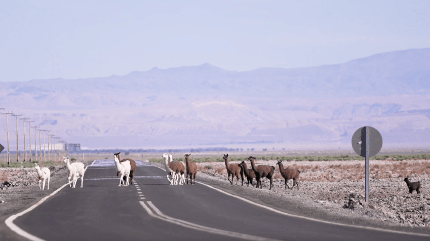 Lhamas atravessam estrada no Deserto do Atacama • CNN Viagem & Gastronomia