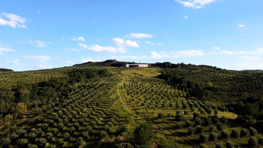 Fazenda Serra dos Tapes se espalha por 210 hectares em Canguçu, no Rio Grande do Sul • Divulgação/Duetto Films