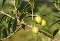 Fazenda gaúcha lança iniciativa de adoção de oliveiras na produção de azeite