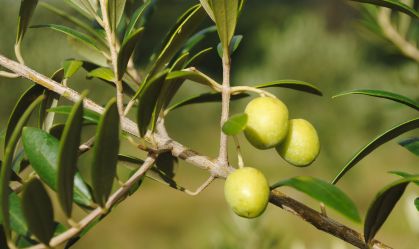 Fazenda gaúcha lança iniciativa de adoção de oliveiras na produção de azeite
