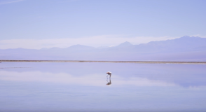 Flamingo na Lagoa Chaxa