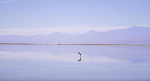 Flamingo na Lagoa Chaxa