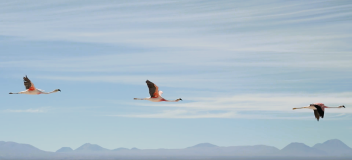 Flamingos em voo pelo Deserto do Atacama