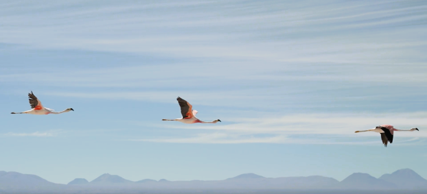 Flamingos em voo pelo Deserto do Atacama