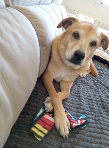 Os Warner trouxeram o cachorro Beau junto com eles • Gail Warner via CNN Newsource