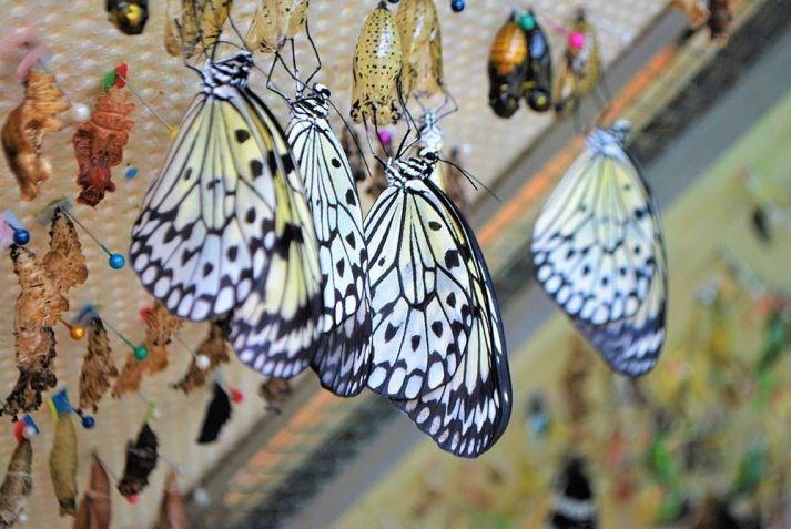 Butterfly House, uma mistura de parque e jardim botânico • Divulgação/Butterfly House