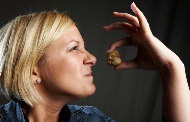 Segundo o Guinness World Records, a trufa branca (Tuber magnatum pico) é o fungo comestível mais caro do mundo • Reprodução site Guinness World Records