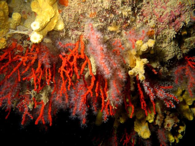 Aquarium Rubrum • Divulgação/Aquarium Rubrum