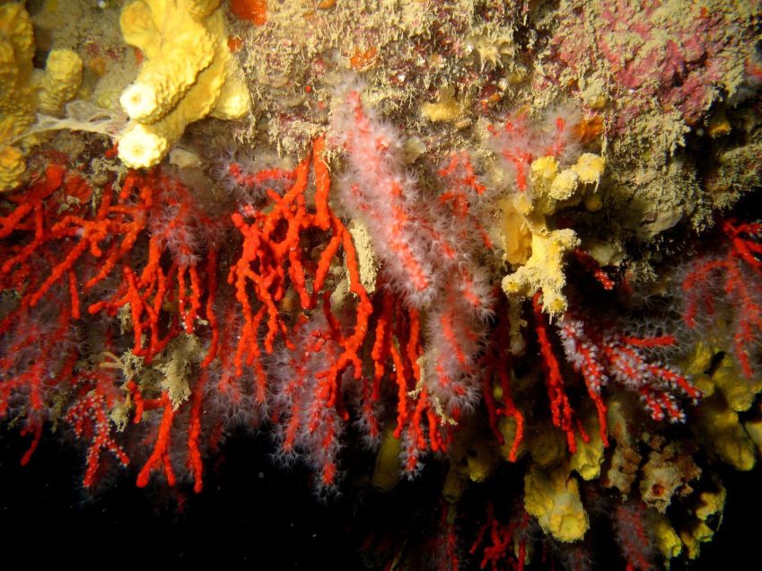 Aquarium Rubrum • Divulgação/Aquarium Rubrum