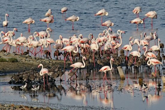 Parco di Molentargius tem o maior aninhamento de flamingos da Sardenha • Divulgação/Parco di Molentargius