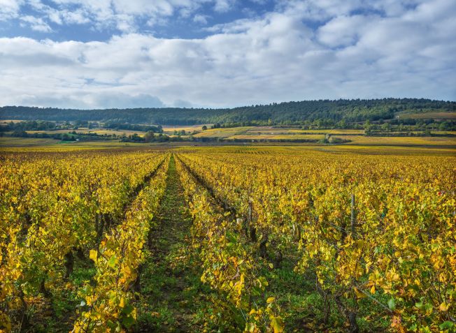 Vinhedos de Meursault, região conhecida pelos vinhos brancos, na Borgonha • Hans Strand/Getty Images