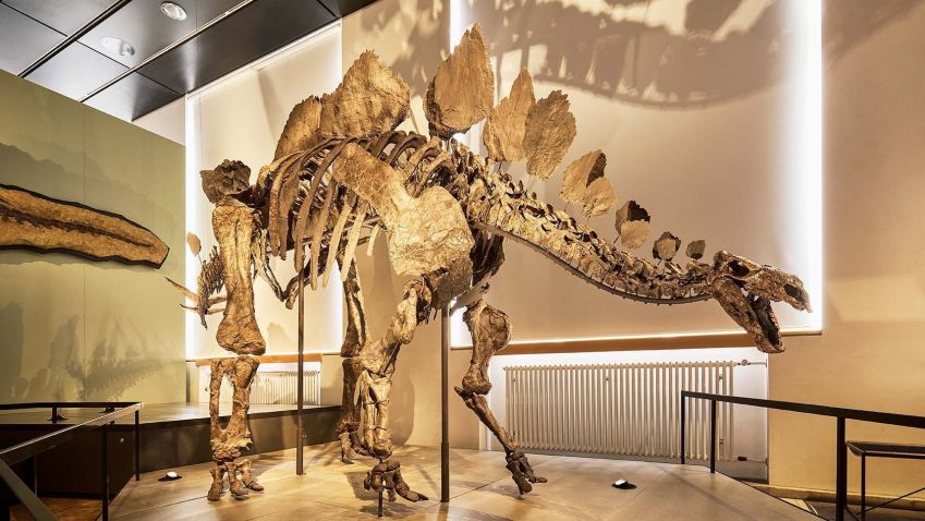 Museu de História Natural, em Zurique, oferece programação diversa • Divulgação/Museu de História Natural