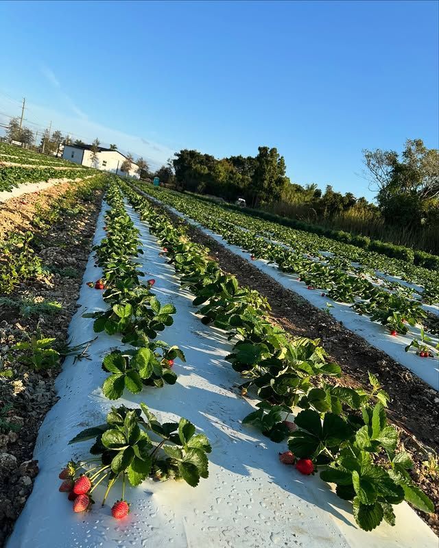 The Berry Farm tem plantação de morango, brincadeiras e mais atividades • Instagram/The Berry Farm