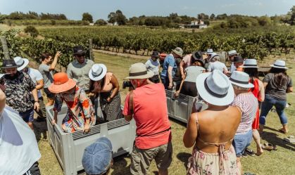 Começa a temporada das festas da colheita da uva no Uruguai