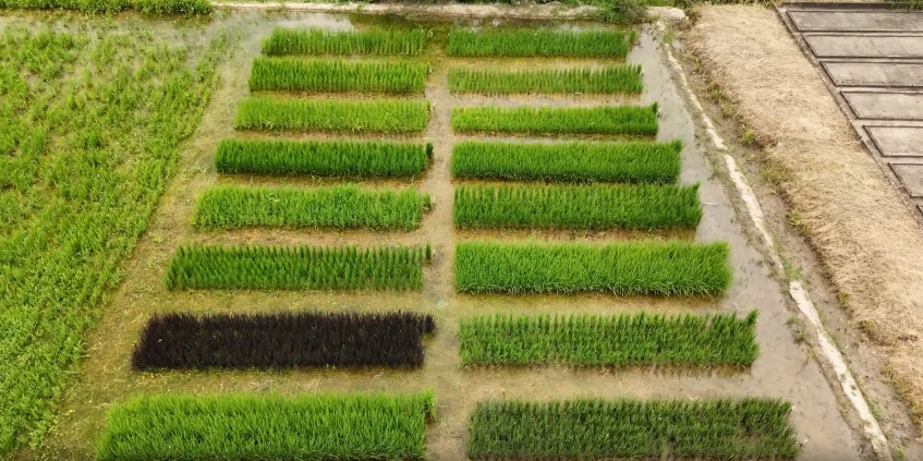 Plantações de arroz no Vale do Paraíba, em São Paulo, de onde saem arrozes especiais • CNN Viagem & Gastronomia