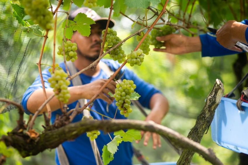 Vinícola Thera se prepara para marcar a produção de 150 mil garrafas • Vinícola Thera/ Reprodução