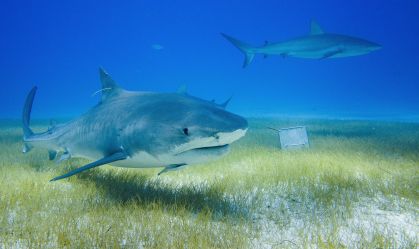 Petisco? Brasileira conta por que tubarão comeu câmera nas Bahamas