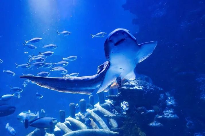 Sea Life London tem tubarão, pinguim, tartaruga e outros animais • Divulgação/Sea Life London