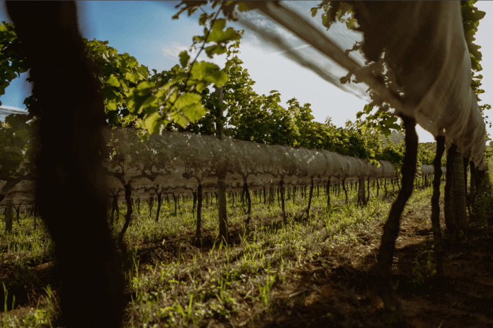 Vinhedo da vinícola Barbara Eliodora, no Sul de Minas, região que ganhou o selo de Indicação de Procedência (IP) • Divulgação