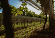 Sul de Minas ganha indicação geográfica para produção de vinhos de inverno