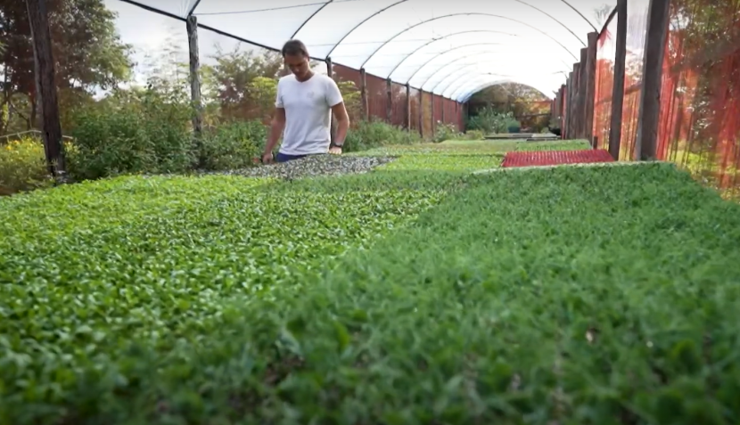 Chef Ian Baiocchi visita fazenda de orgânicos que abastece seus restaurantes na capital goiana • CNN Viagem & Gastronomia