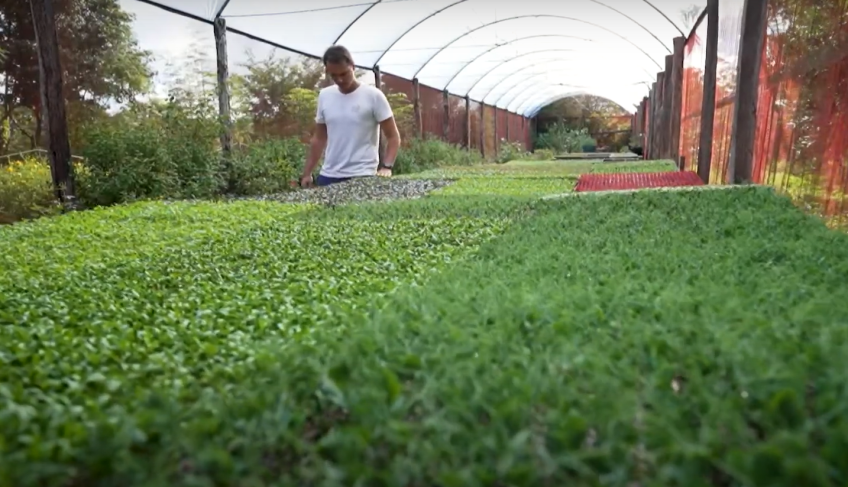 Chef Ian Baiocchi visita fazenda de orgânicos que abastece seus restaurantes na capital goiana • CNN Viagem & Gastronomia