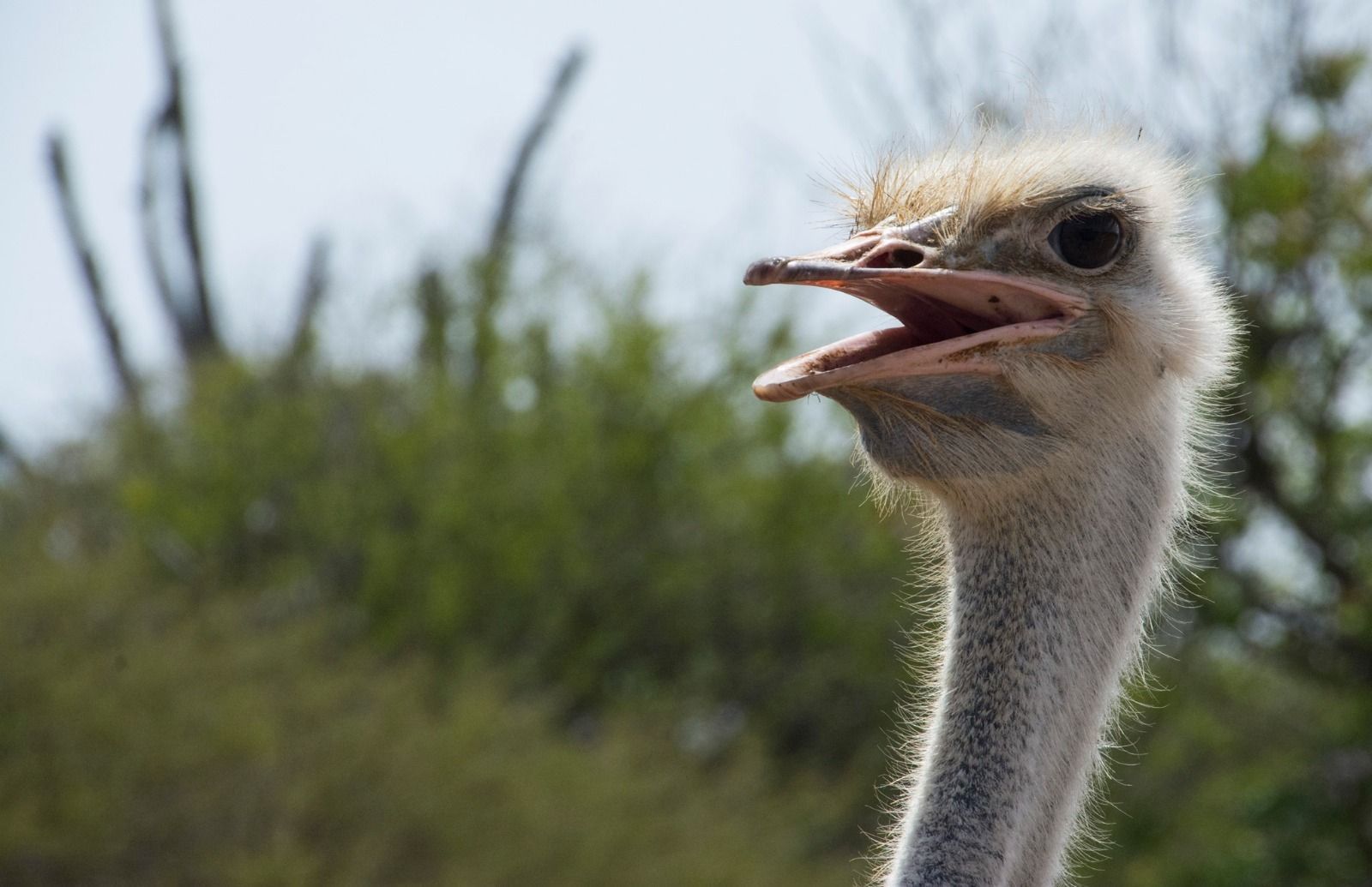 Curacao Ostrich Farm permite interação com avestruz • Facebook/Curacao Ostrich Farm