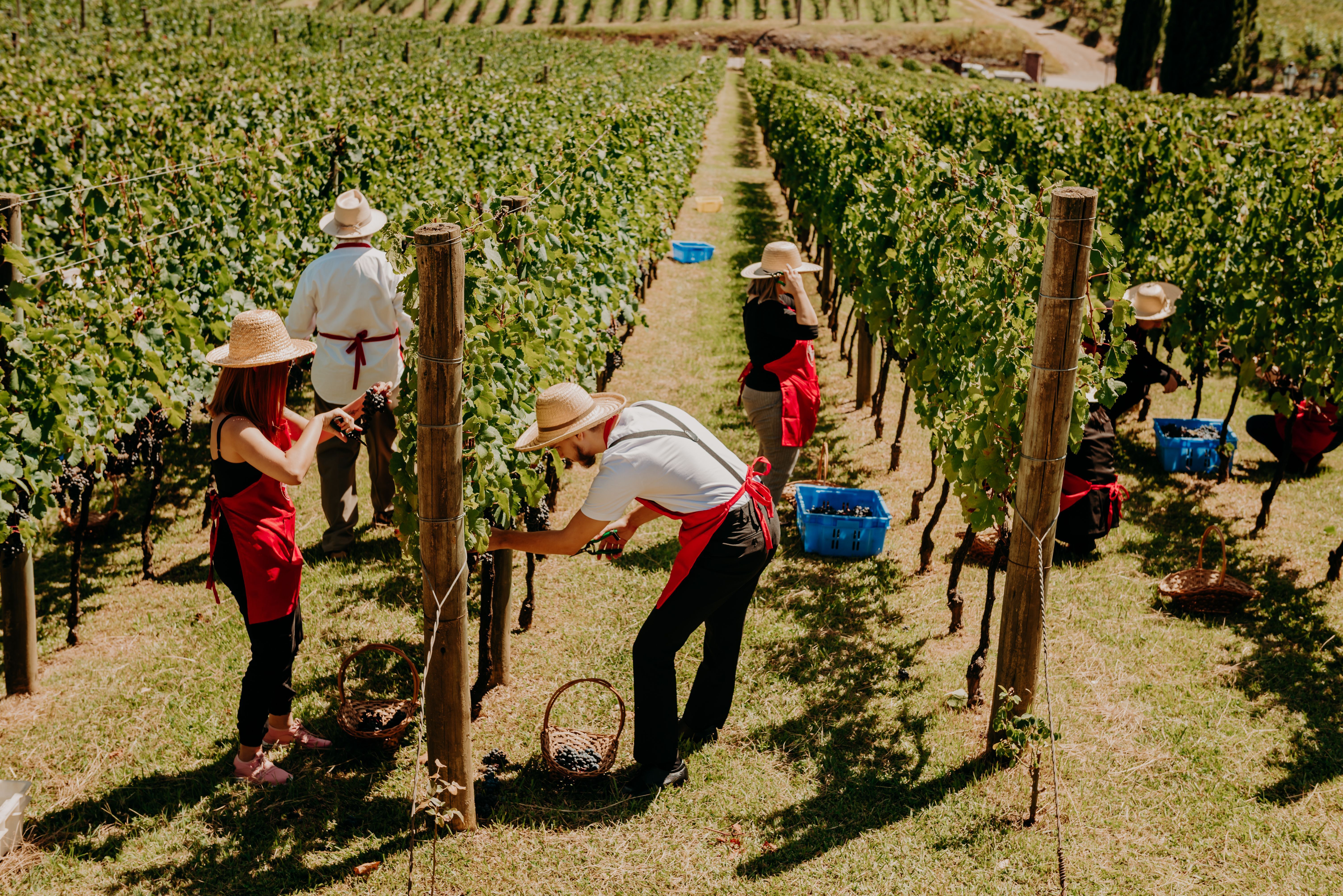 Vinhedos de Merlot do Spa do Vinho durante a vindima, que ocorre no começo do ano • Yuri Nunes
