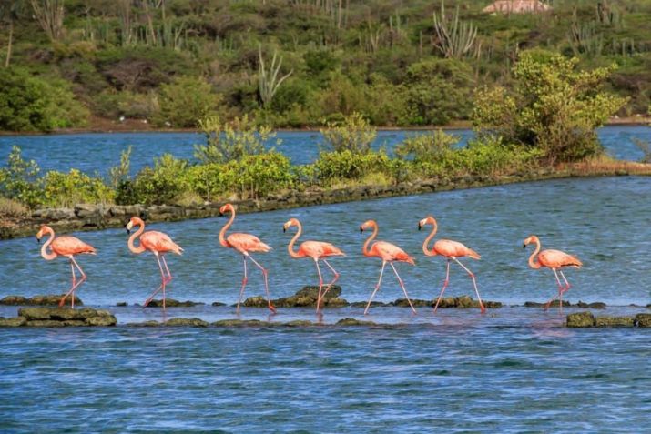Visita guiada permite avistar flamingos em seu habitat natural • Divulgação/Get Your Guide