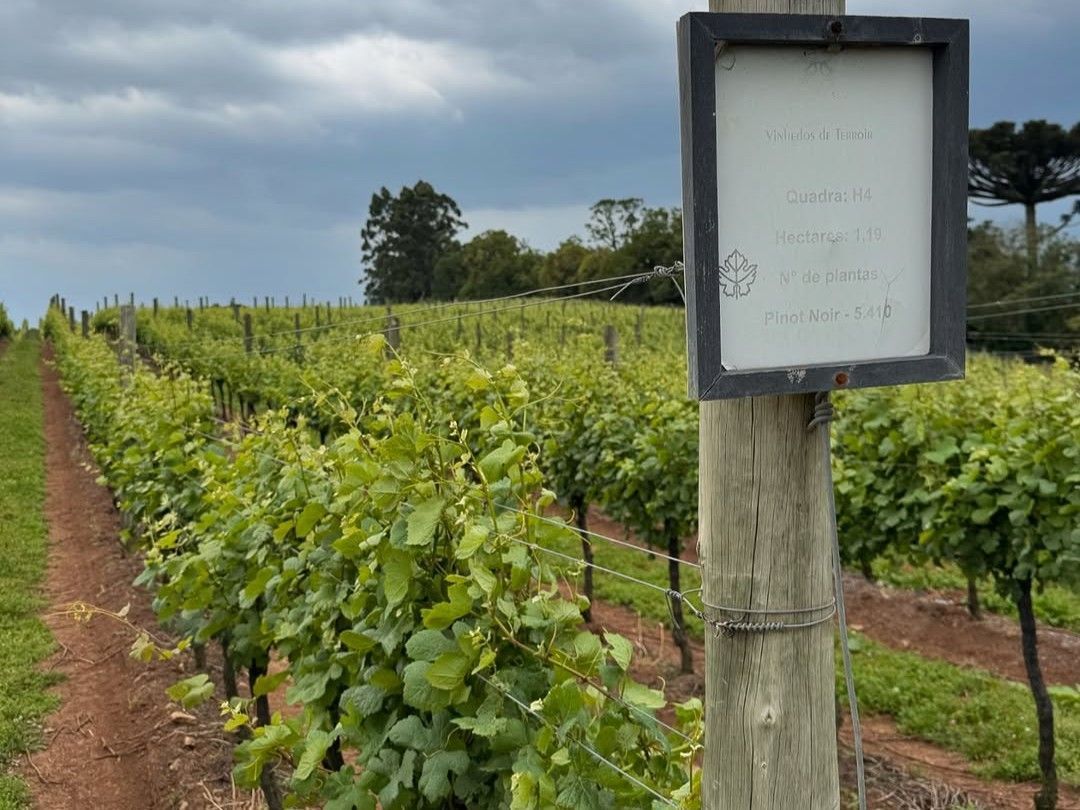 Vinhedo de pinot noir da Família Geisse, que possui a Denominação de Origem Altos de Pinto Bandeira • CNN Viagem & Gastronomia