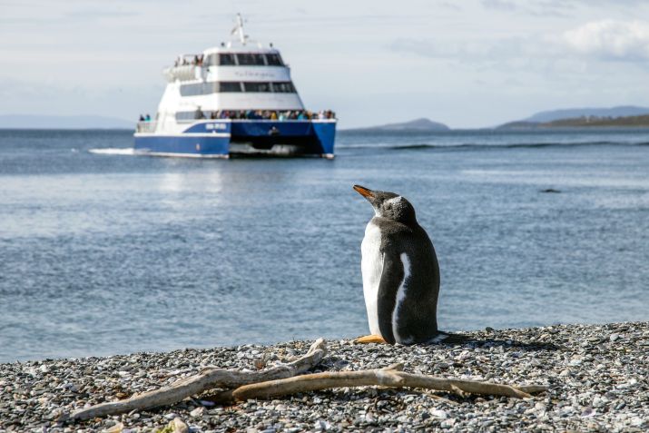 Na Isla Martillo, é possível caminhar perto dos pinguins • Sander crombach/unsplash