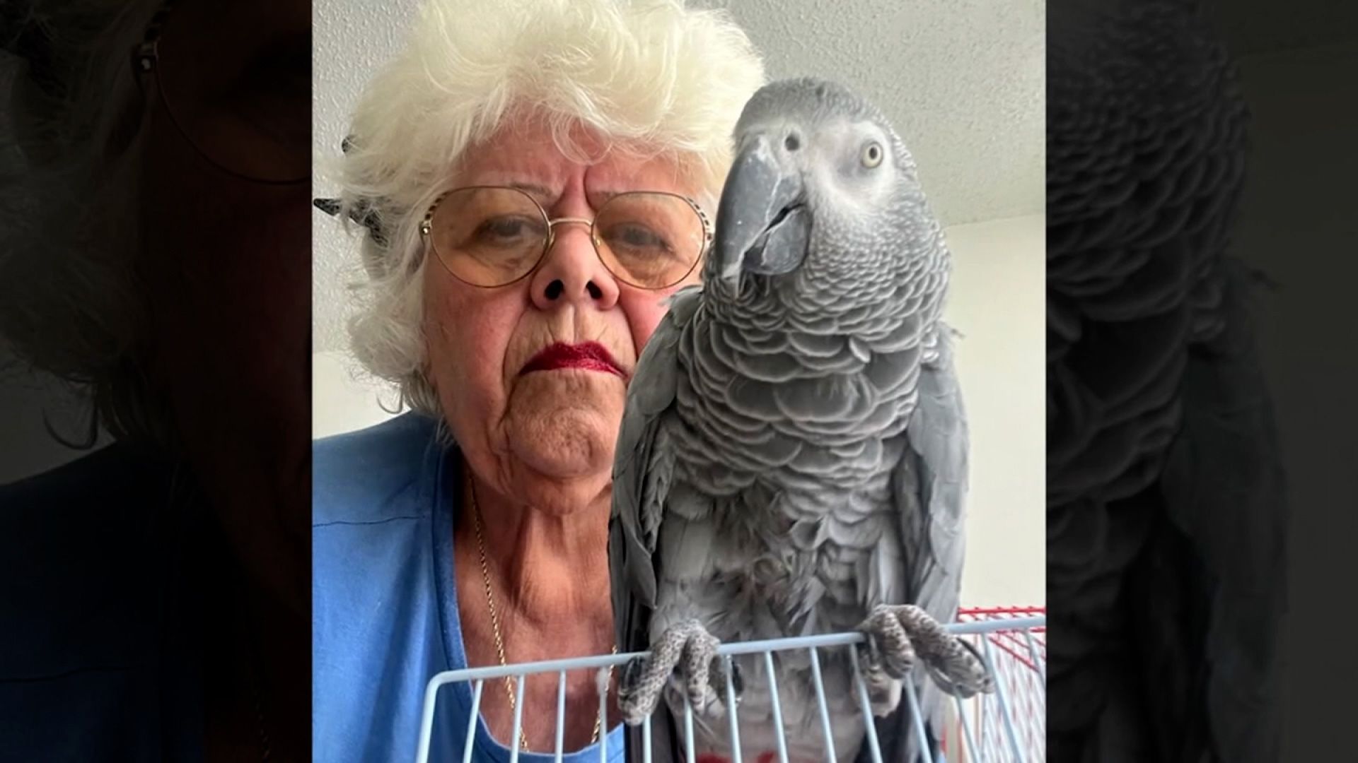 maria fraterrigo com 76 anos e seu papagaio