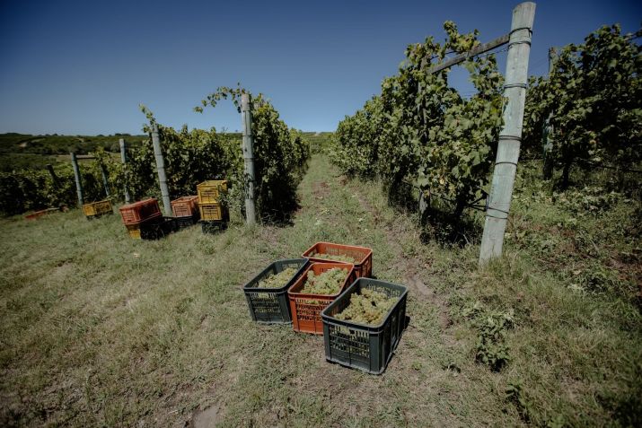 São esperadas dois milhões de garrafas na produção da Garzón em 2025 • Arquivo/Bodega Garzón