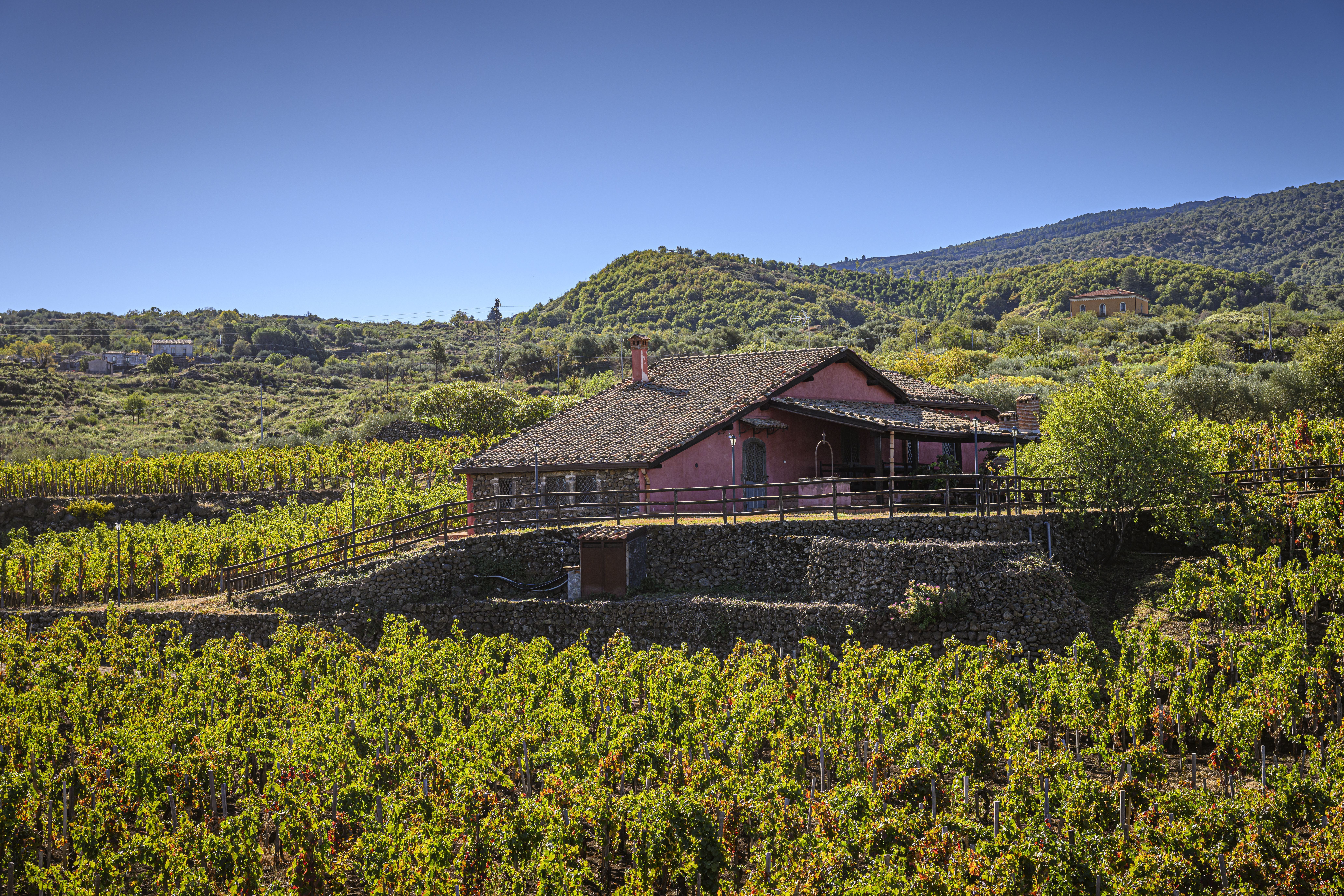 Vinícola I Custodi delle Vigne dell’Etna • Leif Carlsson