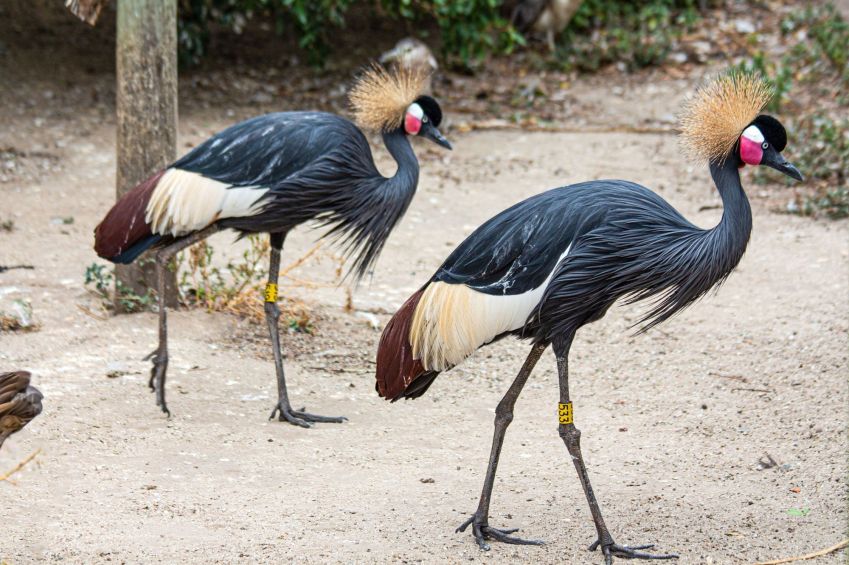 World of Dirds Wildlife Sanctuary tem mais de 3.000 aves • Divulgação/world of birds wildlife sanctuary