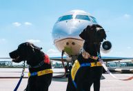 Viagem com cão de suporte: entenda as regras