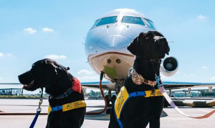Viagem com cão de suporte: entenda as regras