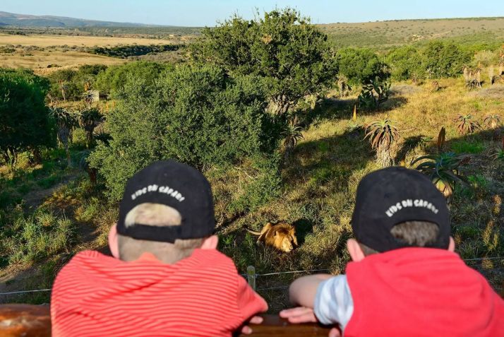 Reserva privada de Shamwari oferece safári para toda a família• Divulgação/Shamwari