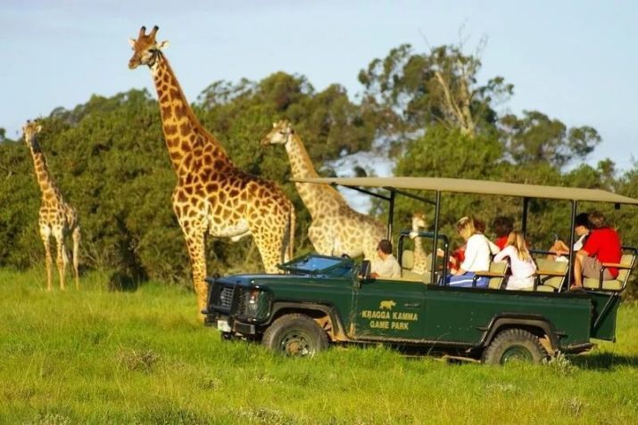 Kragga Kamma Game Park é uma das melhores opções de safári self-drive • Divulgação/Kragga Kamma Game Park