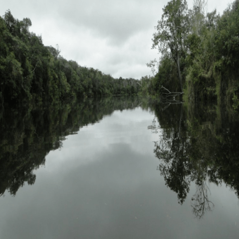 Parque Nacional Serra da Cutia fica em Rondônia, próximo da fronteira com a Bolívia • Divulgação/ICMBio