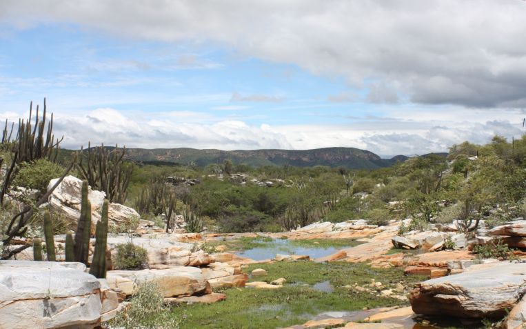 Vegetação do Parque Nacional do Boqueirão da Onça é composta pela Caatinga • Divulgação/ICMBio