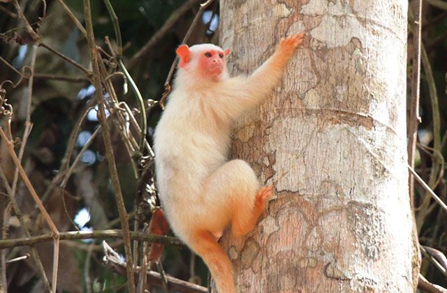 Parque do Jamanxim fica no Pará e tem quase 900 mil hectares • Divulgação/ICMBio