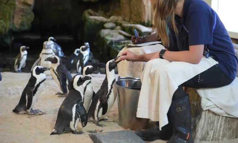 Two Oceans Aquarium tem programas interativos com animais, exposições e aulas de mergulho • Divulgação/Two Oceans Aquarium