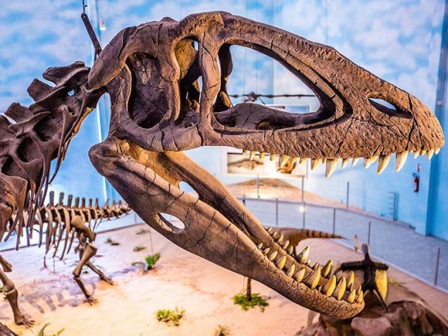 Zooparque Itatiba tem o maior museu de História Natural da América Latina • Divulgação/Zooparque Itatiba