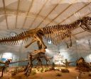 10 cidades em São Paulo para conhecer museus e história dos dinossauros