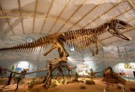10 cidades em São Paulo para conhecer museus e história dos dinossauros